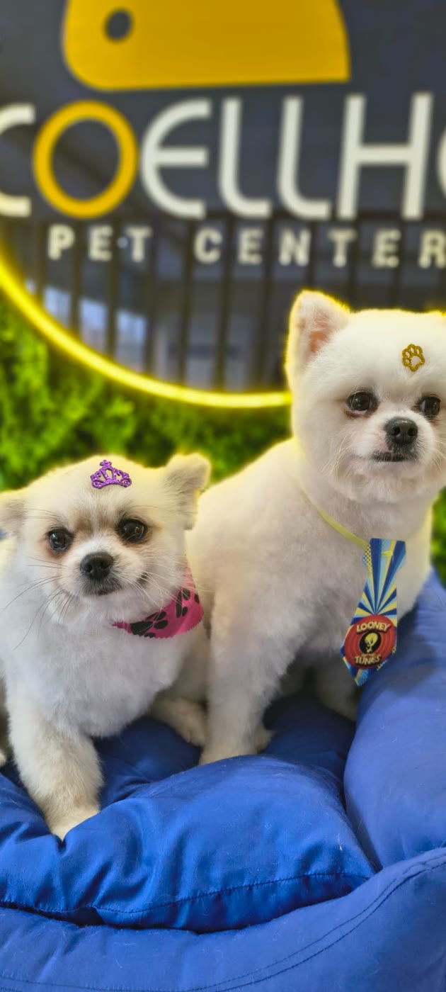 Spitz alemães (lulus da pomerânia) tosados, fotografados na recepção da Coellho Pet Center em Alvorada/RS