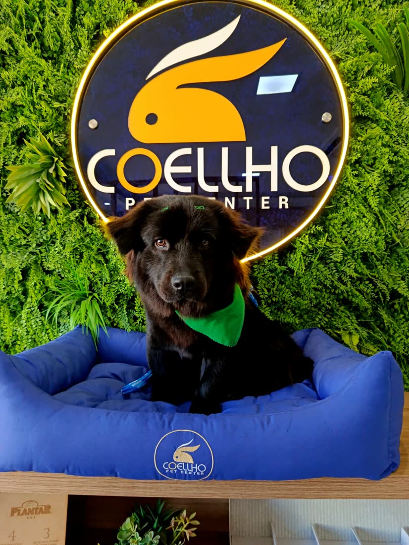 Filhote de porte médio, pelagem preta, após banho na Coellho Pet Center em Alvorada/RS