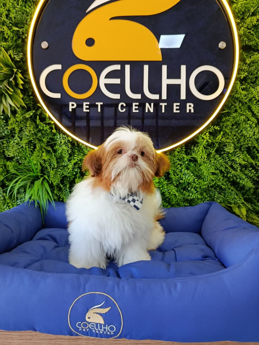 Shih Tzu sorridente após banho e tosa na área de estética da Coellho Pet Center