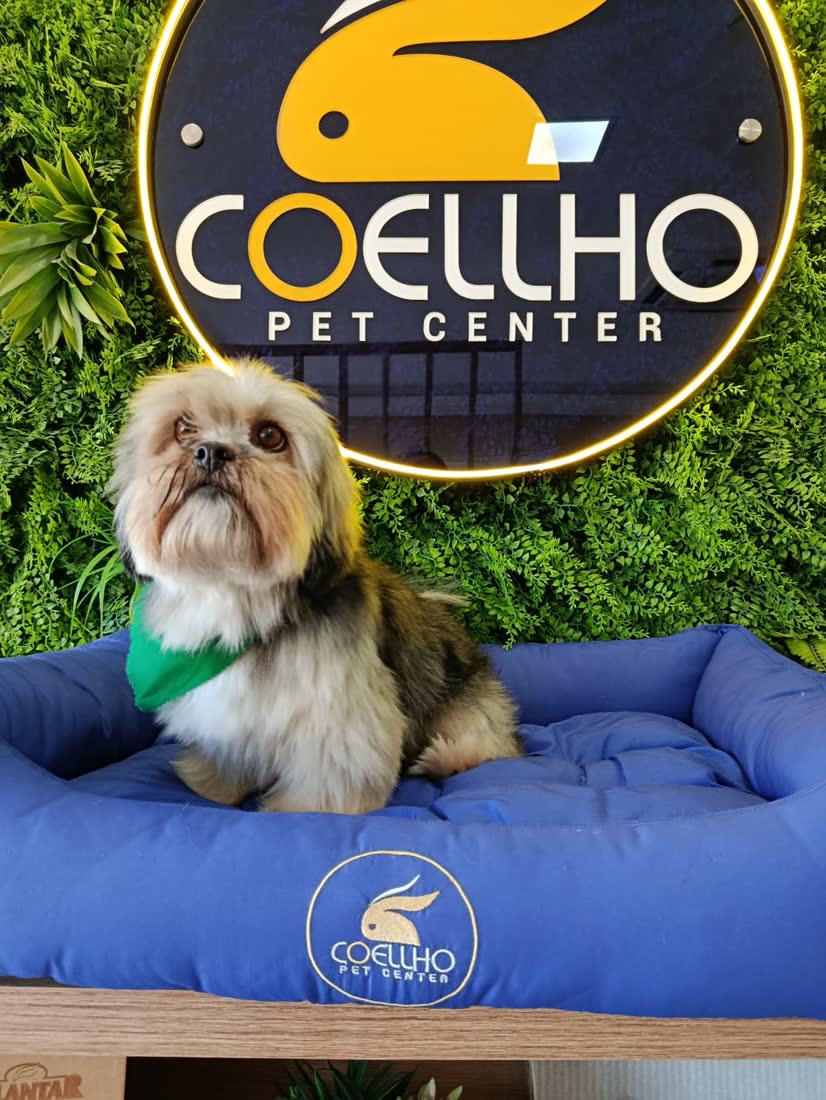 Cão de pelagem tricolor tosado, atendido no banho e tosa da Coellho Pet Center