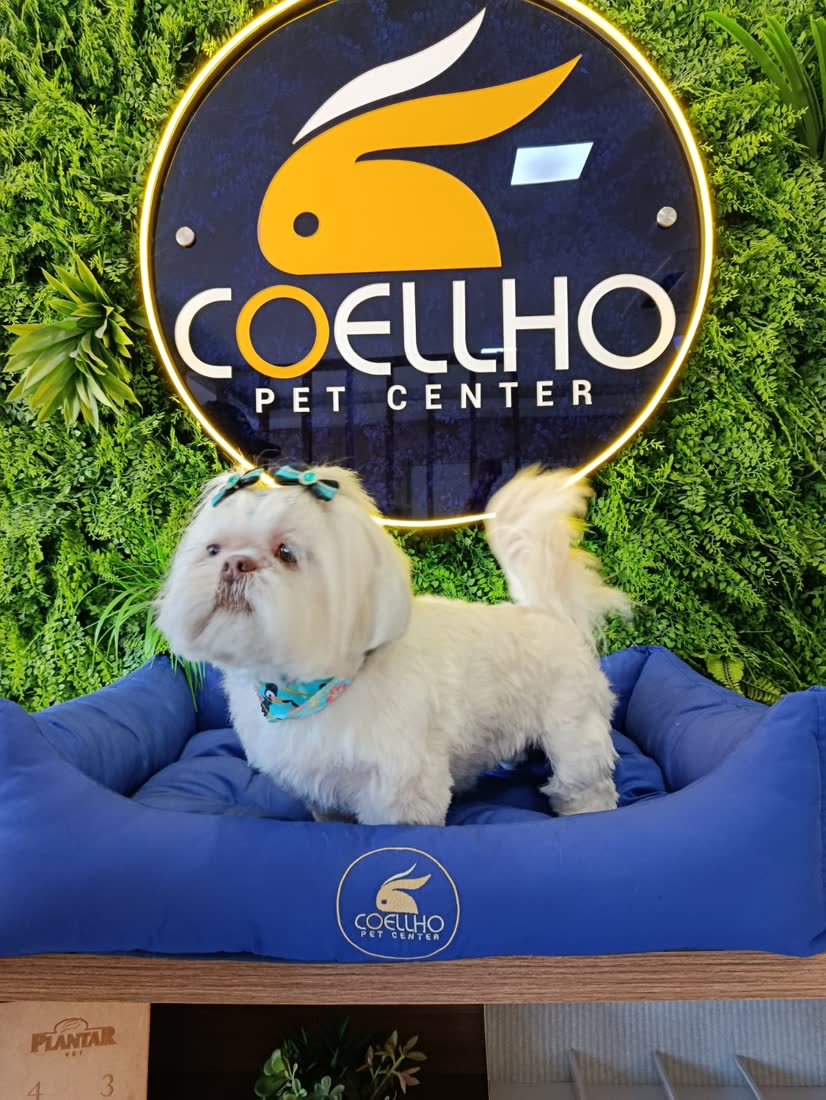 Shih Tzu com laço, tosado na Coellho Pet Center em Alvorada/RS