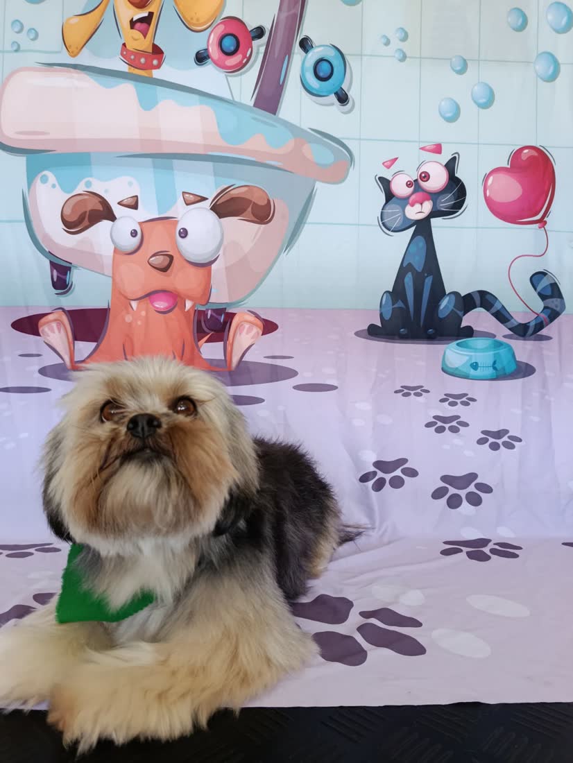Shih Tzu branco e caramelo após banho e tosa na Coellho Pet Center