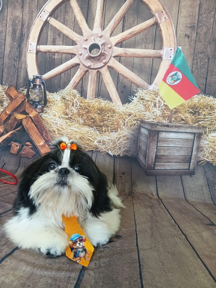 Shih Tzu preto e branco com gravata personalizada, tosado na Coellho Pet Center