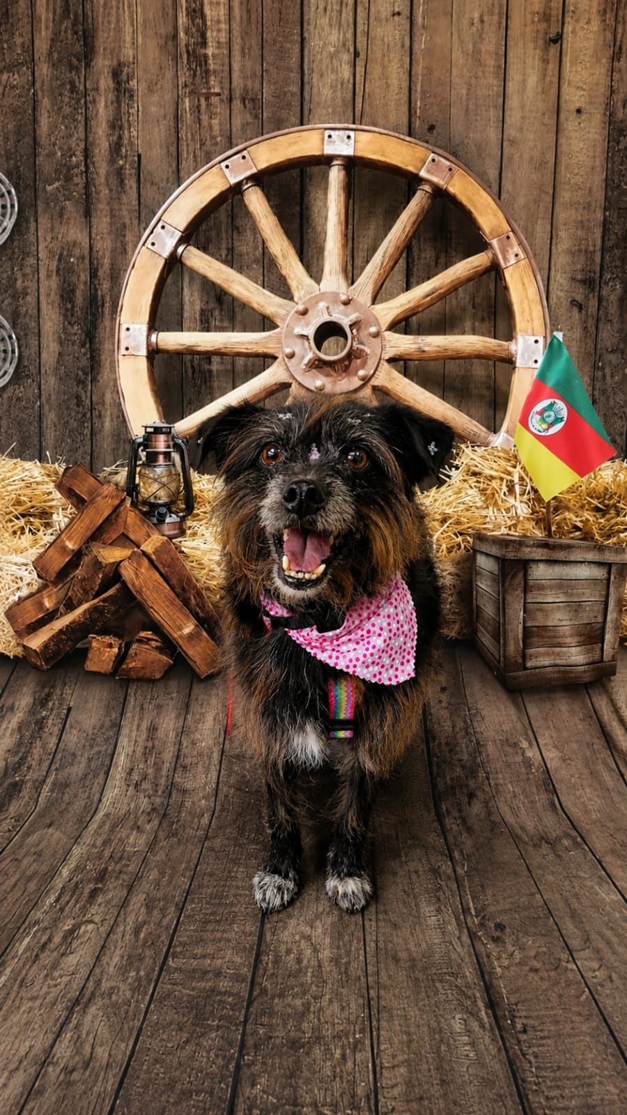 Cão de pelagem escura sorrindo com bandana, atendido no banho e tosa da Coellho Pet Center