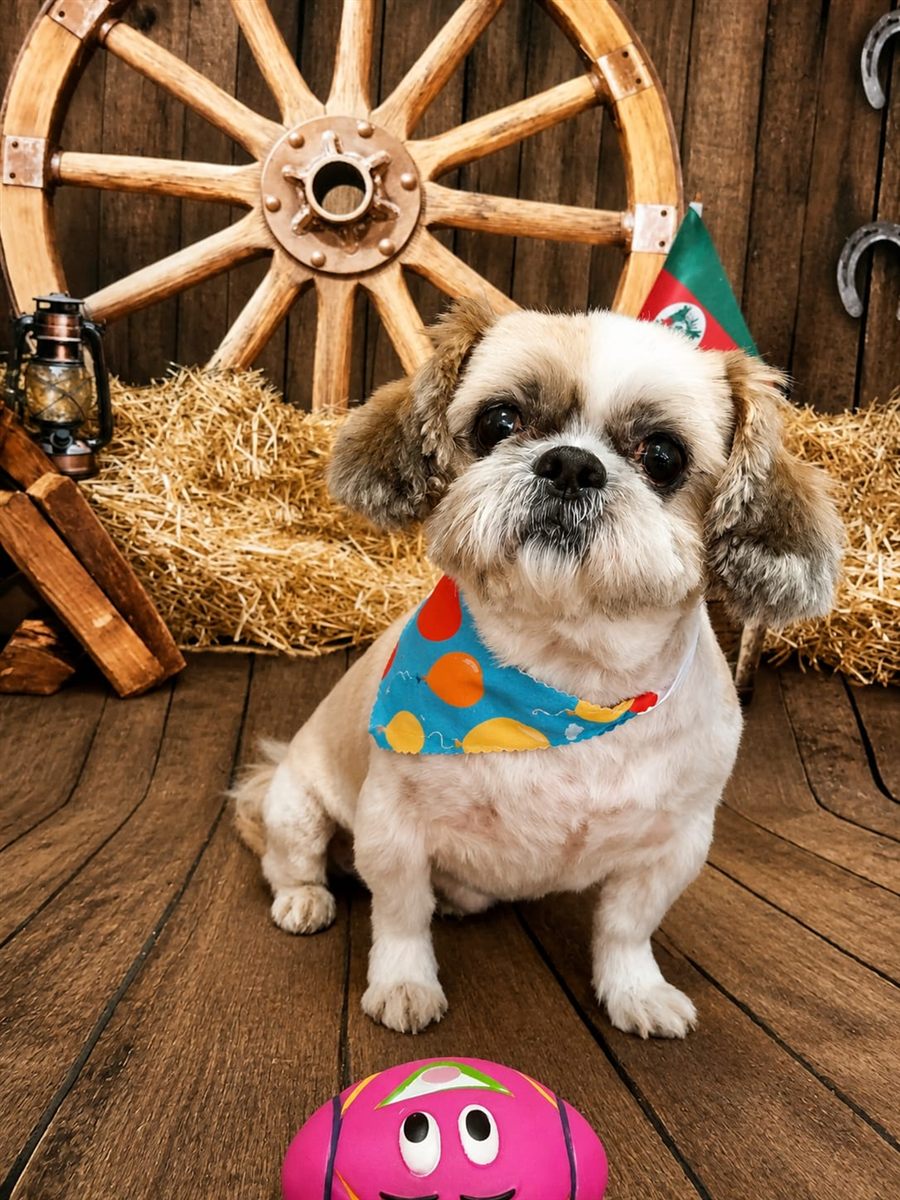 Shih Tzu caramelo e branco com bandana colorida, tosado na Coellho Pet Center