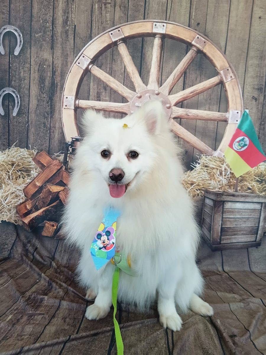 Spitz Alemão branco com gravata, tosado na Coellho Pet Center em Alvorada/RS