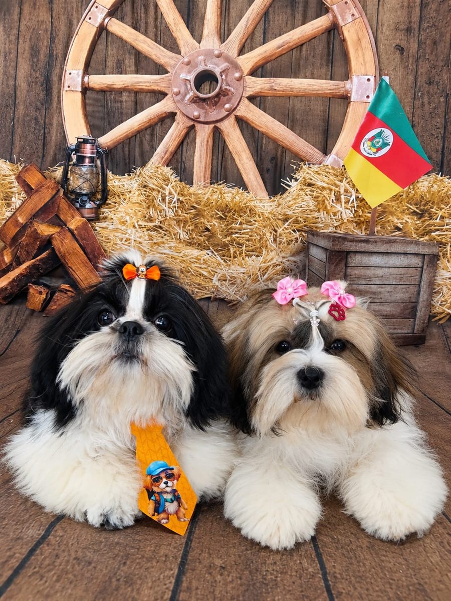 Dupla de Shih Tzus enfeitados lado a lado, tosados na Coellho Pet Center