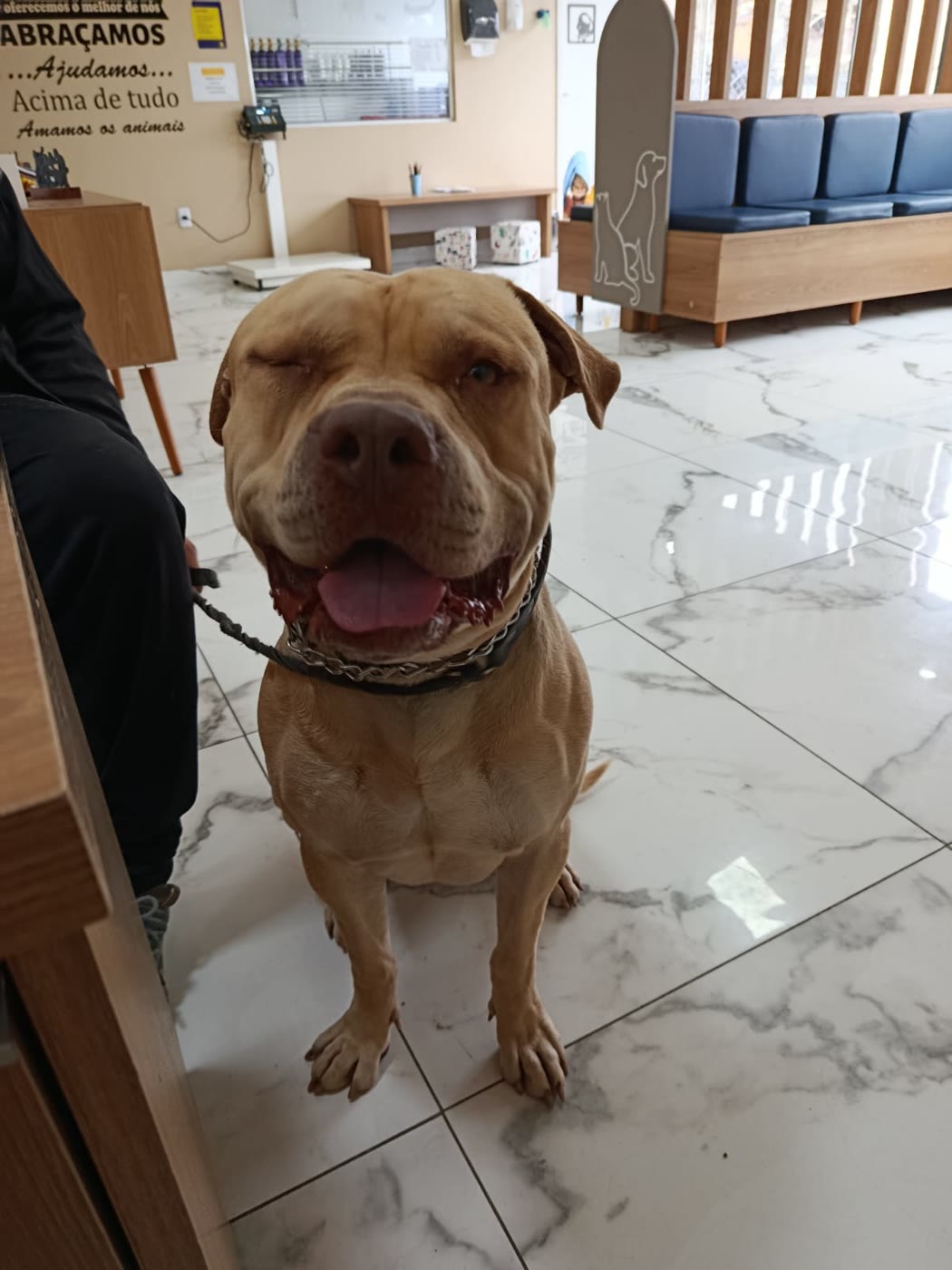 Cão de porte grande piscando o olho durante atendimento na Coellho Pet Center, em Alvorada/RS